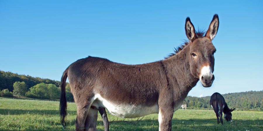 Дикий осел обитающий в центральной азии. Осел. Ишак. Donkey. Койтендаг животные.